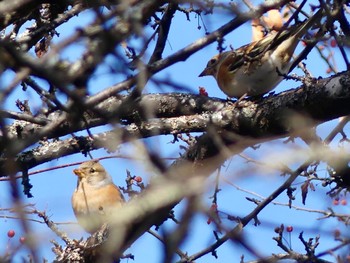 Brambling Senjogahara Marshland Sat, 10/29/2022