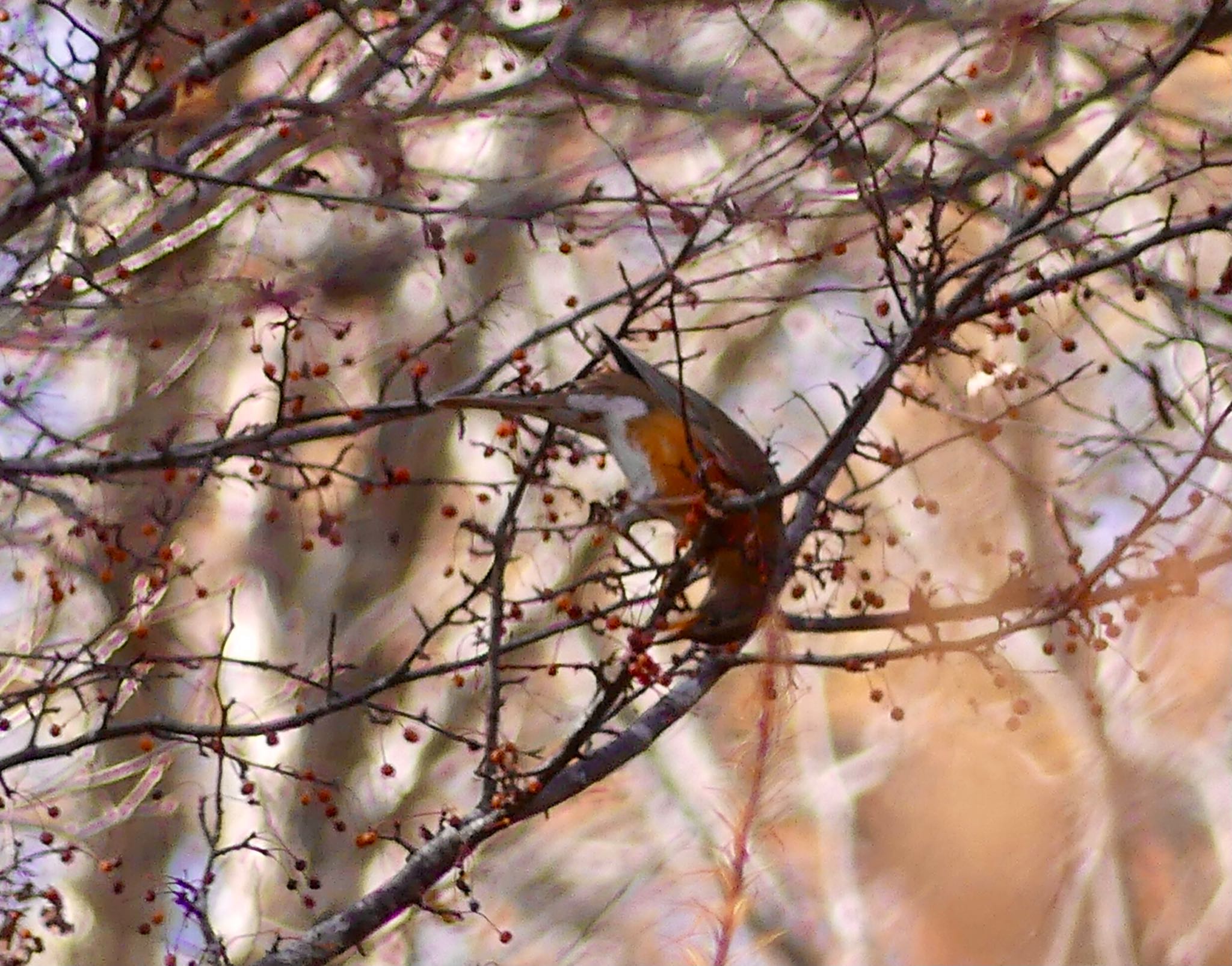 Eyebrowed Thrush