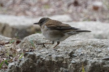 Pale Thrush 兵庫県西宮市 甲山森林公園 Mon, 2/19/2018