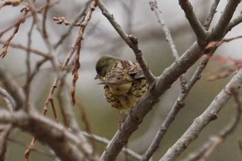 Masked Bunting 兵庫県西宮市 甲山森林公園 Mon, 2/19/2018