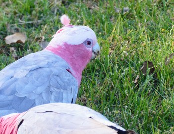 モモイロインコ Kelso Park North, Panania, NSW, Australia 2022年10月29日(土)