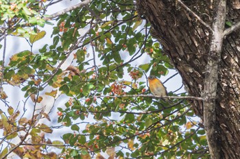 Mugimaki Flycatcher 長野県 Tue, 10/25/2022