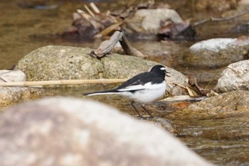 Japanese Wagtail 兵庫県西宮市 甲山森林公園 Mon, 2/19/2018