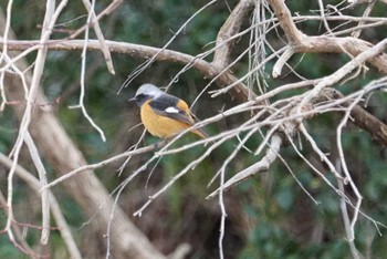 Daurian Redstart 兵庫県西宮市 甲山森林公園 Mon, 2/19/2018