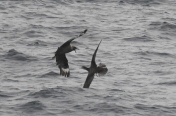 South Polar Skua Miyakejima Island Sun, 5/15/2022