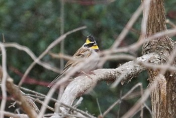 Yellow-throated Bunting 兵庫県西宮市 甲山森林公園 Mon, 2/19/2018