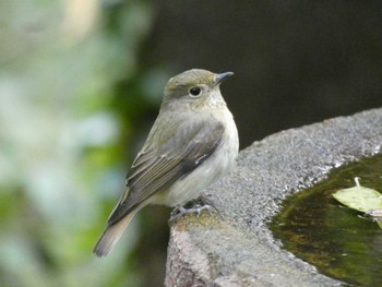 2022年10月29日(土) 権現山(弘法山公園)の野鳥観察記録