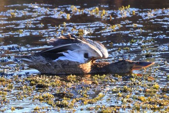 Northern Shoveler 浮島ヶ原自然公園 Wed, 11/2/2022