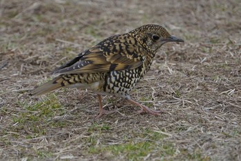 White's Thrush 兵庫県西宮市 甲山森林公園 Mon, 2/19/2018