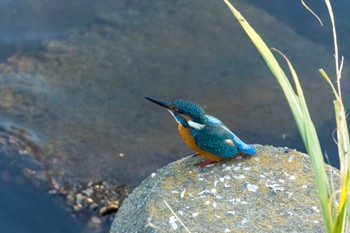 Common Kingfisher 恩田川 Wed, 11/2/2022