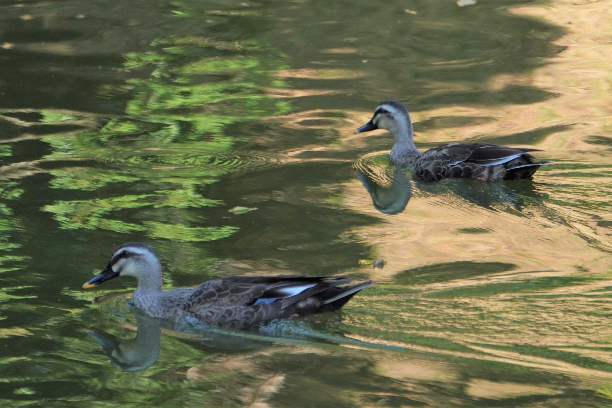 Photo of Eastern Spot-billed Duck at 大阪府 by jasmine