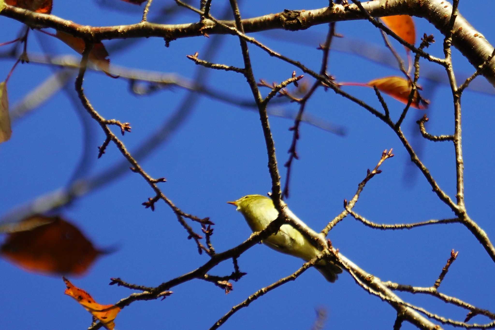 Photo of Japanese Leaf Warbler at 神戸市 by jasmine