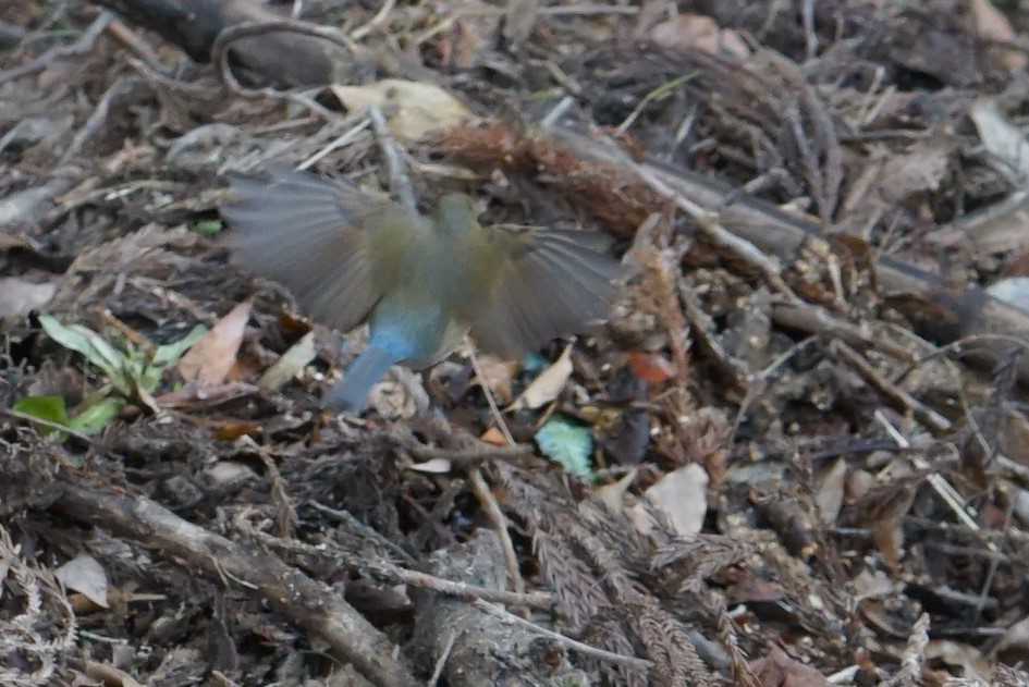 Photo of Red-flanked Bluetail at 兵庫県西宮市 甲山森林公園 by マル