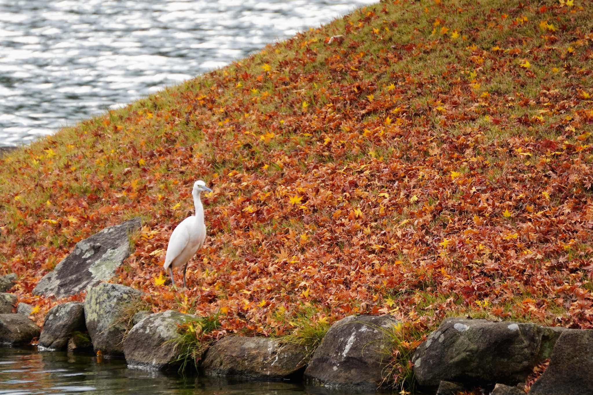 Photo of Little Egret at 岡山後楽園 by jasmine