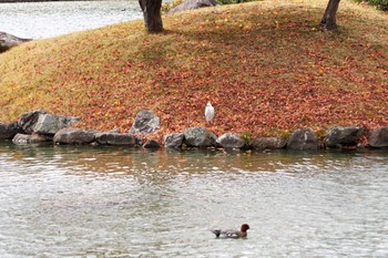 コサギ 岡山後楽園 2021年11月27日(土)