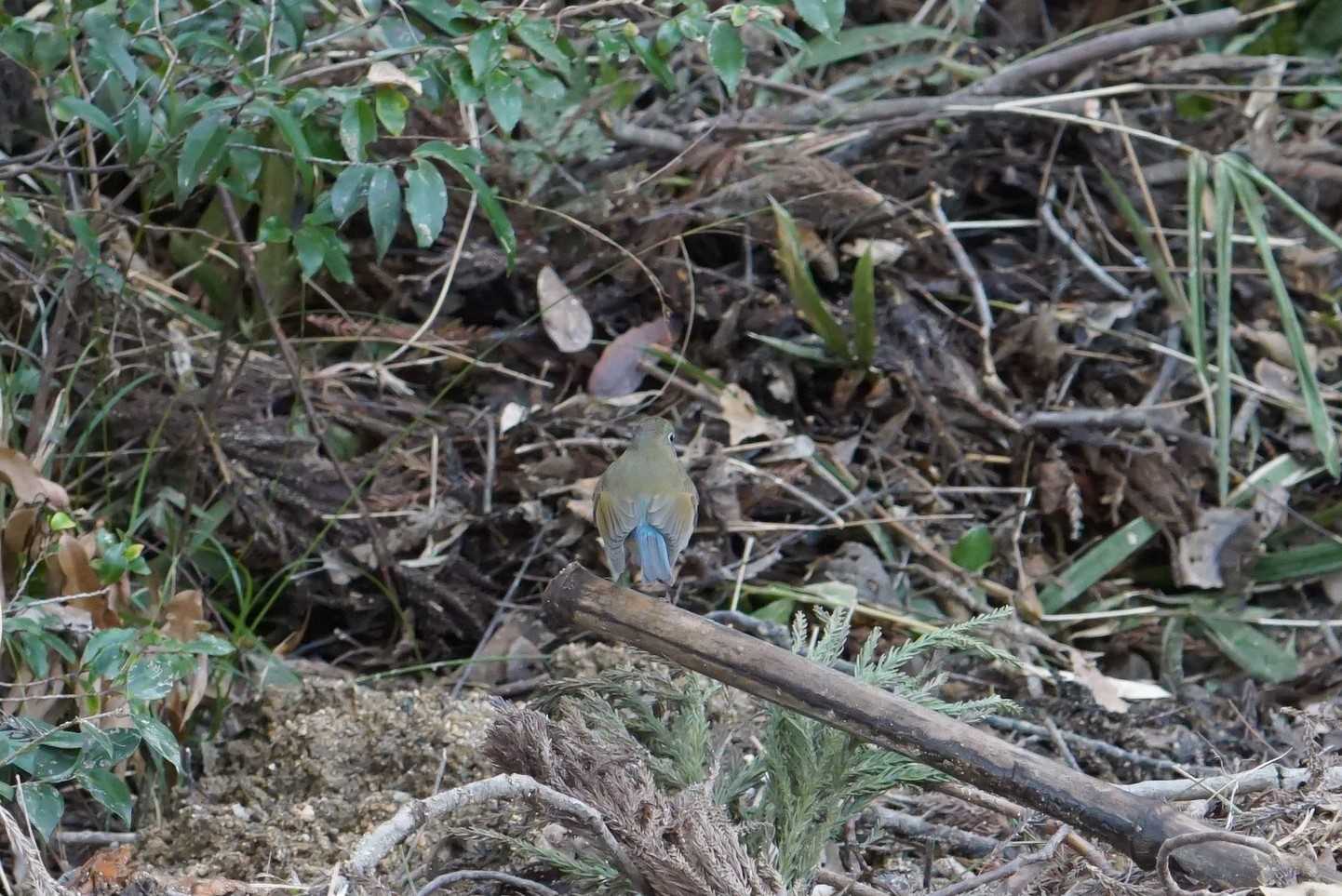 Photo of Red-flanked Bluetail at 兵庫県西宮市 甲山森林公園 by マル