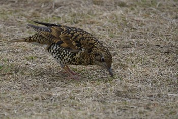 トラツグミ 兵庫県西宮市 甲山森林公園 2018年2月19日(月)