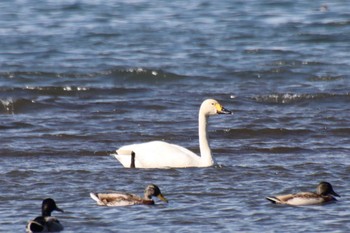 2022年11月2日(水) 湖北野鳥センターの野鳥観察記録