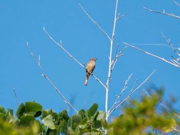 Daurian Redstart 横浜市立金沢自然公園 Wed, 11/2/2022