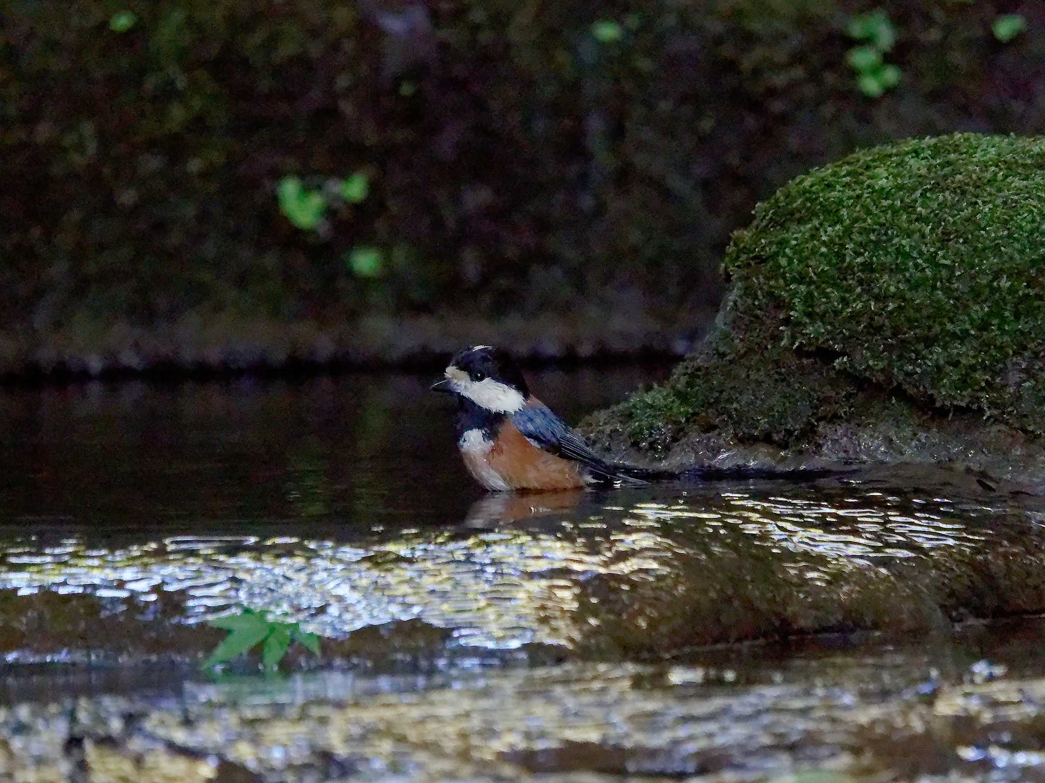 Photo of Varied Tit at 横浜市立金沢自然公園 by しおまつ