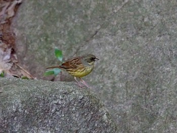 アオジ 横浜市立金沢自然公園 2022年11月2日(水)