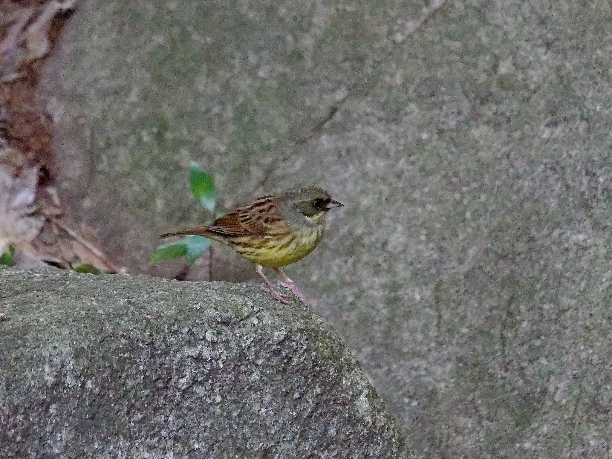 Photo of Masked Bunting at 横浜市立金沢自然公園 by しおまつ