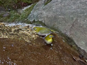 Warbling White-eye 横浜市立金沢自然公園 Wed, 11/2/2022