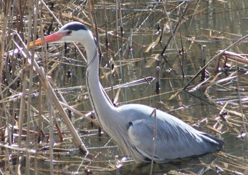 アオサギ 夫婦池公園 2018年2月18日(日)