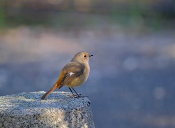 Daurian Redstart 東京都立桜ヶ丘公園(聖蹟桜ヶ丘) Mon, 10/31/2022