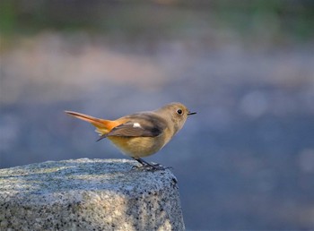 Daurian Redstart 東京都立桜ヶ丘公園(聖蹟桜ヶ丘) Mon, 10/31/2022