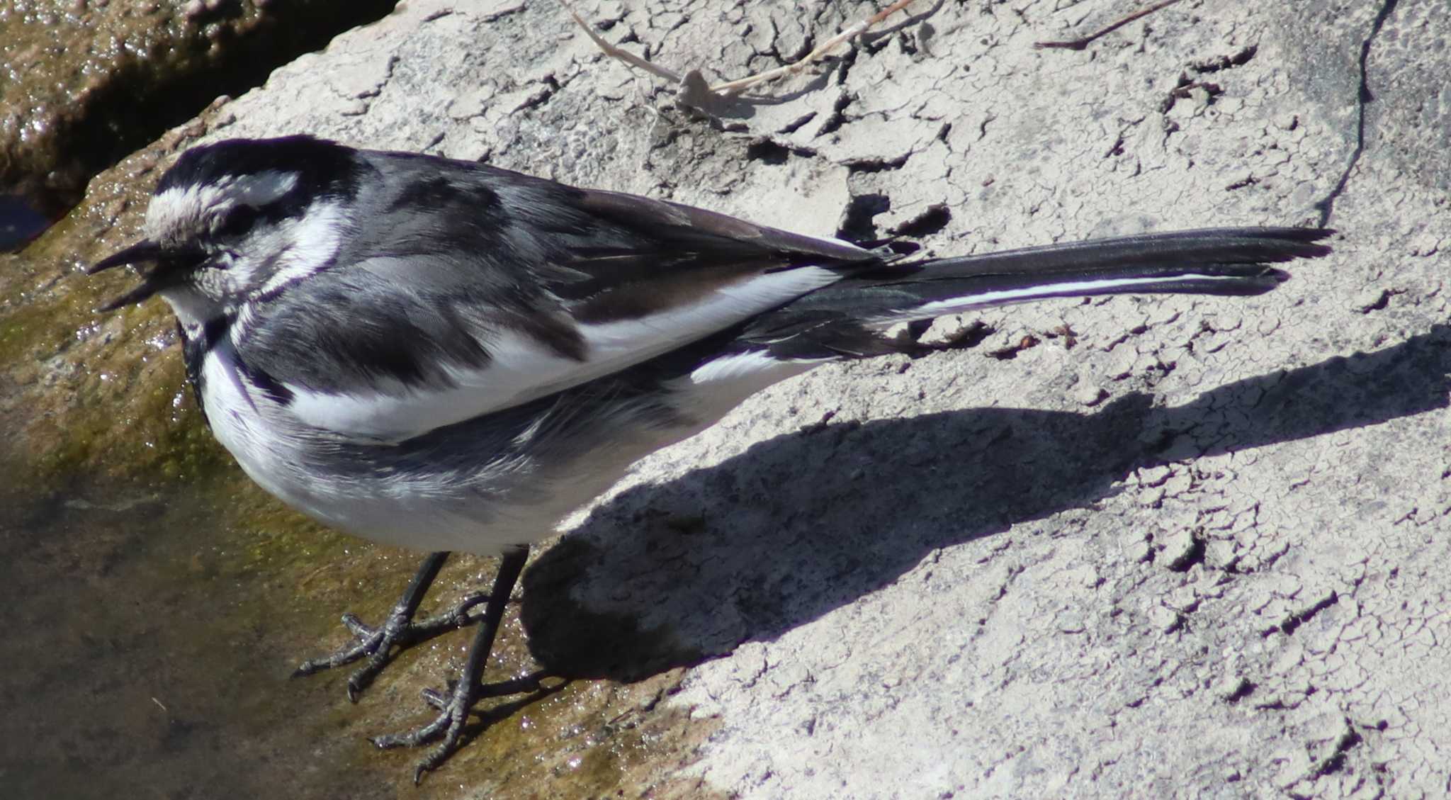 Photo of White Wagtail at 夫婦池公園 by toshi