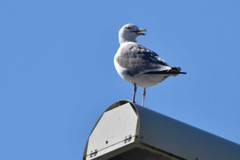 カモメ 多摩川二ヶ領宿河原堰 2022年10月28日(金)