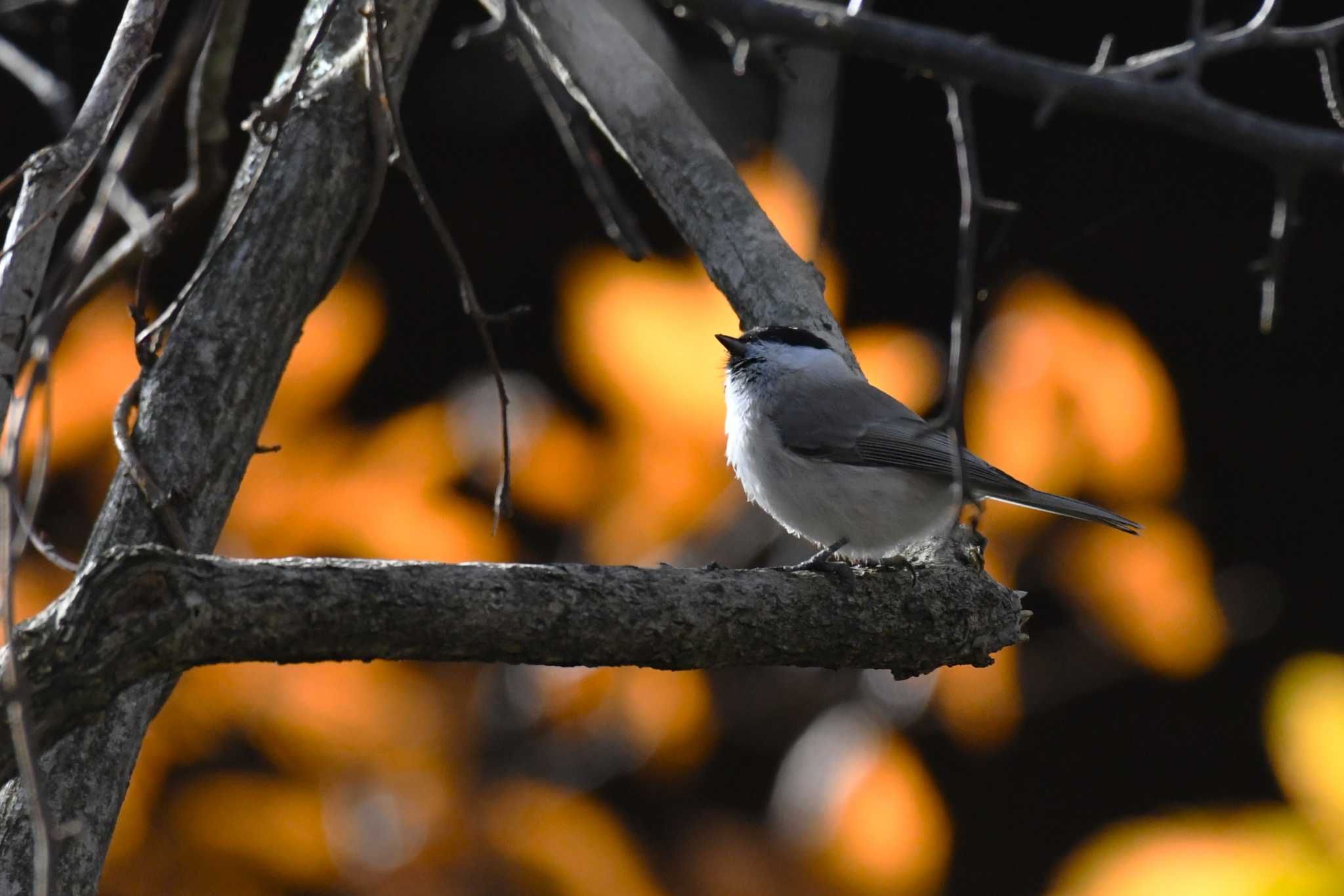 Marsh Tit