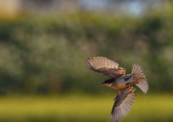 Russet Sparrow 琵琶湖 Fri, 10/28/2022