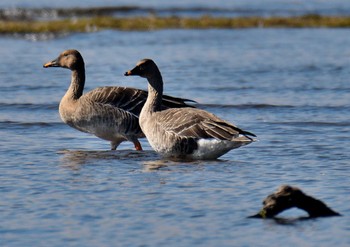 Taiga Bean Goose 琵琶湖 Fri, 10/28/2022