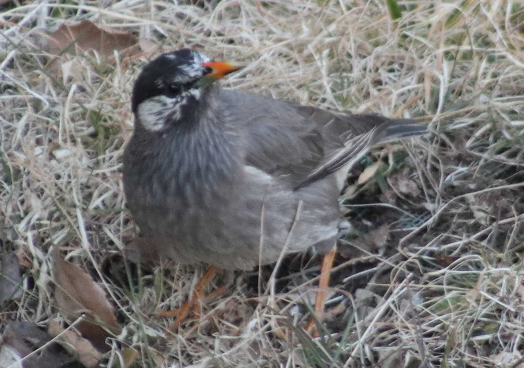 Dusky Thrush