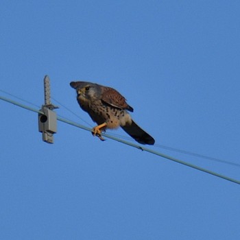 Common Kestrel 琵琶湖 Fri, 10/28/2022