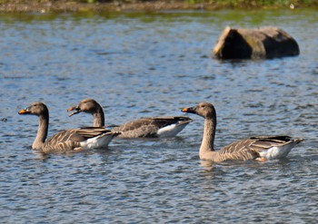 Taiga Bean Goose 琵琶湖 Fri, 10/28/2022