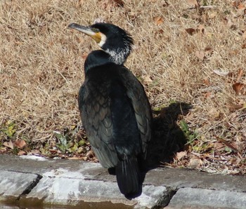 カワウ 夫婦池公園 2018年2月18日(日)