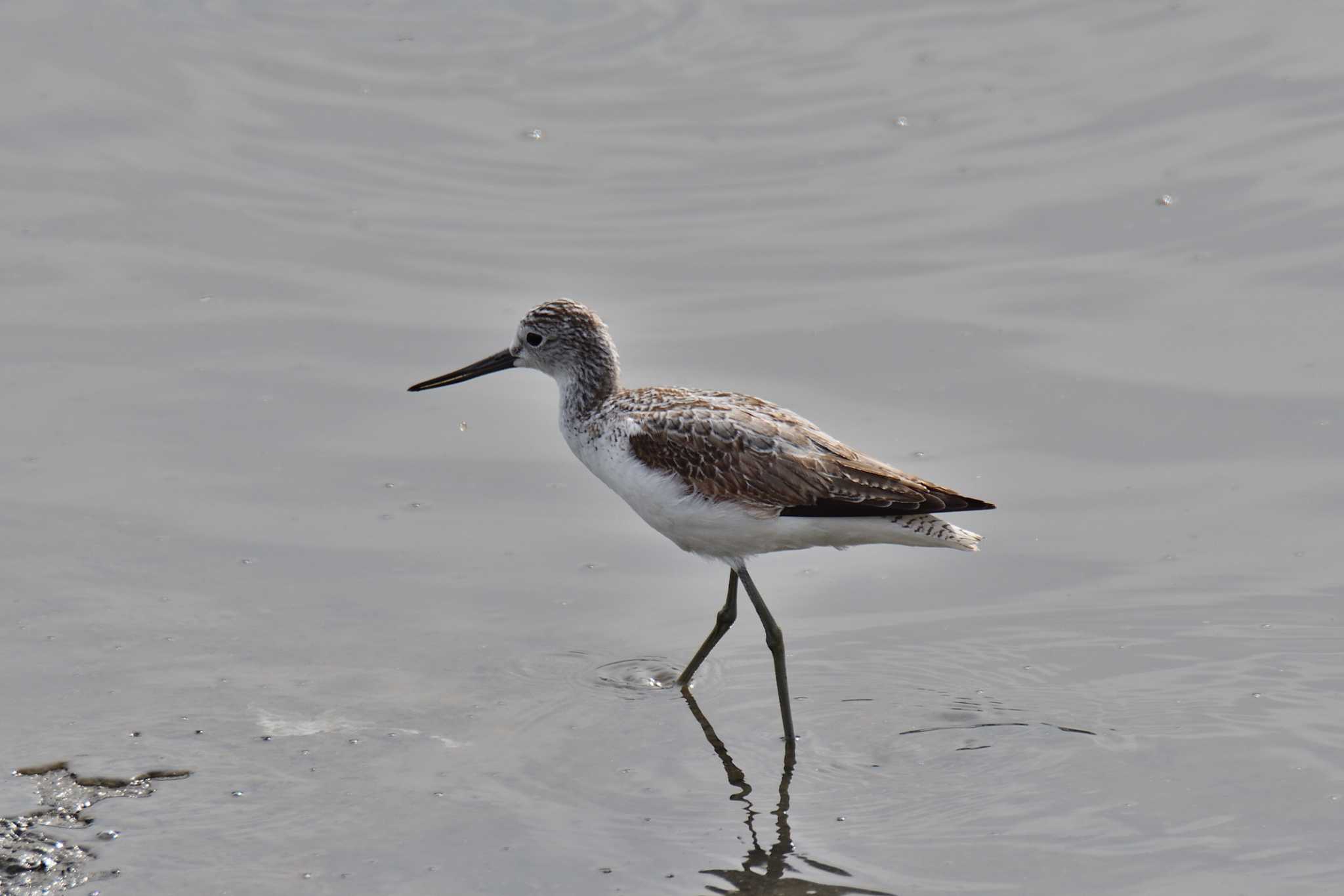 Photo of Common Greenshank at 土留木川河口(東海市) by よつくん