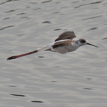 Black-winged Stilt 土留木川河口(東海市) Tue, 10/25/2022