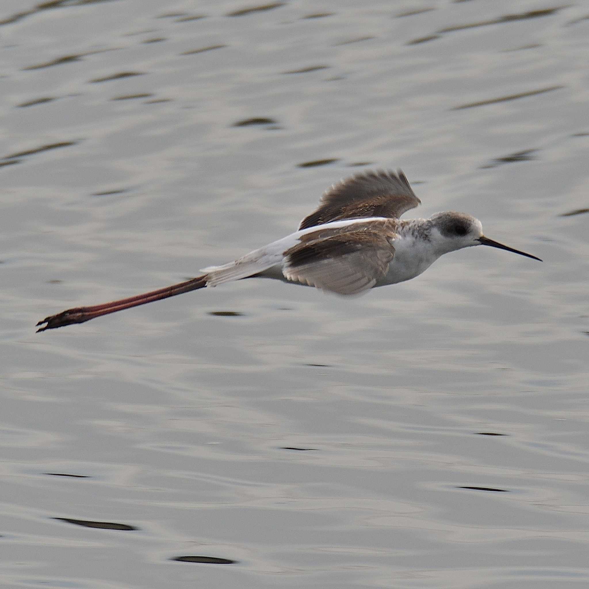 Photo of Black-winged Stilt at 土留木川河口(東海市) by よつくん