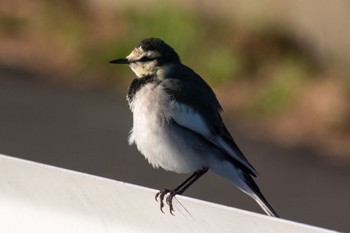 White Wagtail 静岡県 Wed, 11/2/2022