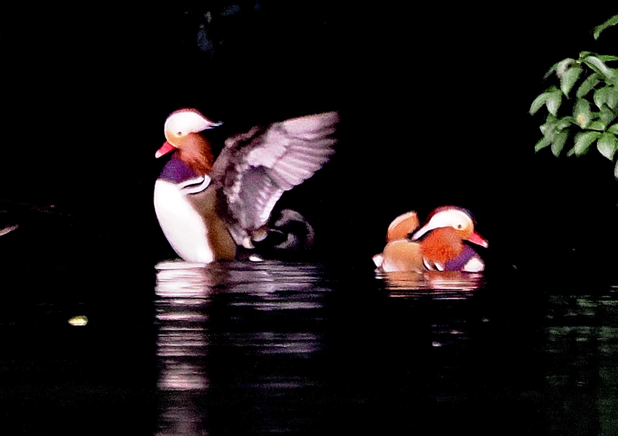 春日井市 オシドリの写真 by よつくん