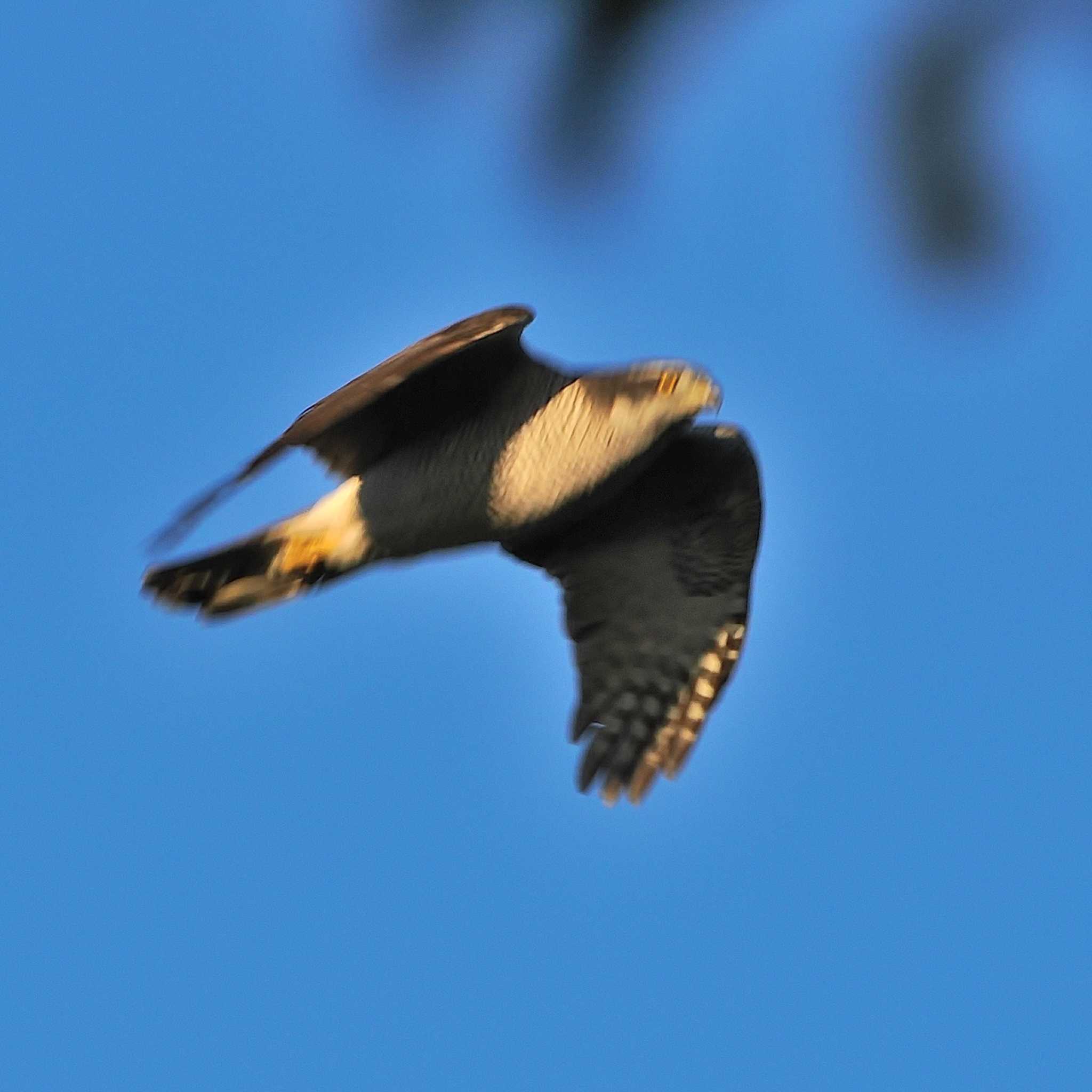 Photo of Eurasian Goshawk at 尾張旭市 by よつくん