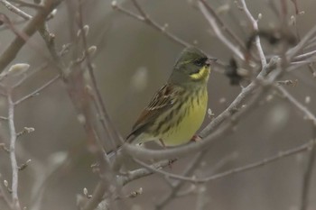 Sun, 2/18/2018 Birding report at 滋賀県近江富士花緑公園