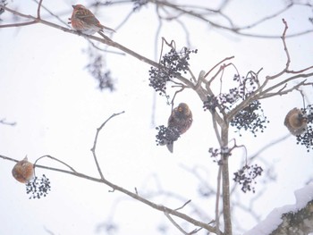 Asian Rosy Finch 長野市 Sat, 2/17/2018