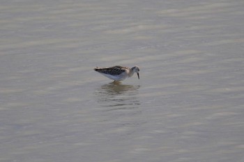 Ruff いしかり調整池(石狩調整池) Sat, 10/8/2022