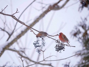 Pallas's Rosefinch 長野市 Sat, 2/17/2018