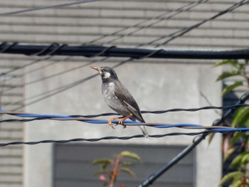 White-cheeked Starling 平和の森公園、妙正寺川 Thu, 11/3/2022